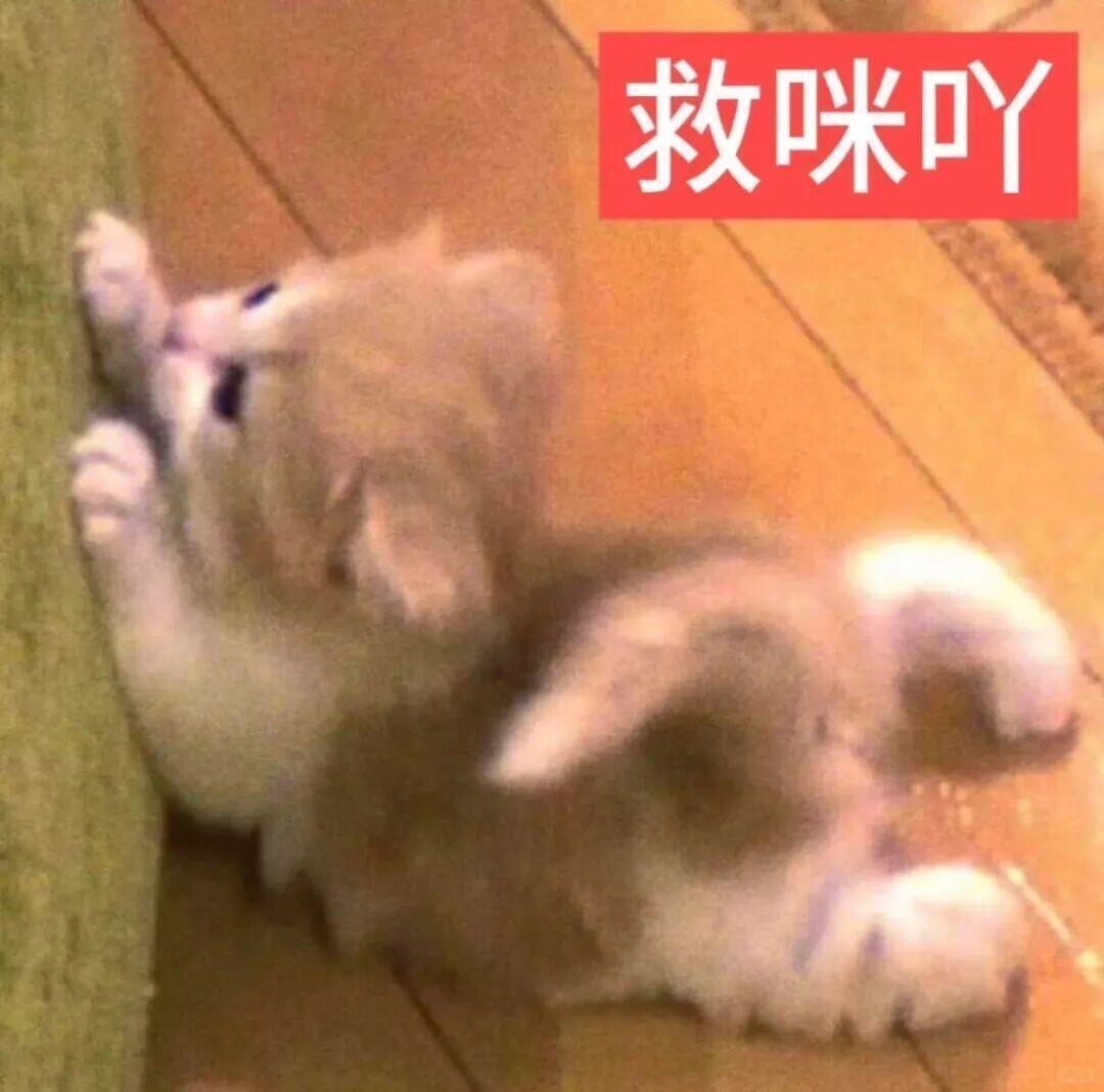 低脂小猫表情包 