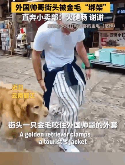 这狗成精了！云南，一外国游客在逛古镇，被一只小金毛锁定目标了。它飞奔上前，不由分