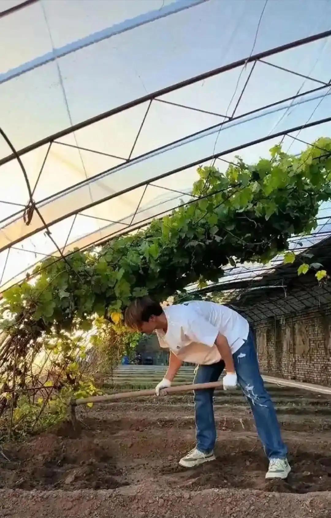 马天宇的“QQ农场”现实版火了！养400只鸡、种麦田，这才是真·向往的生活

歌