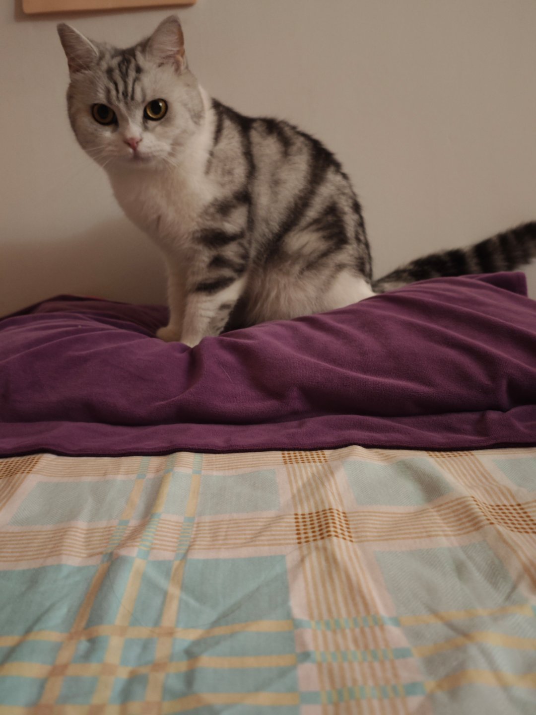 跳跳是只起司猫 。。。我服了 