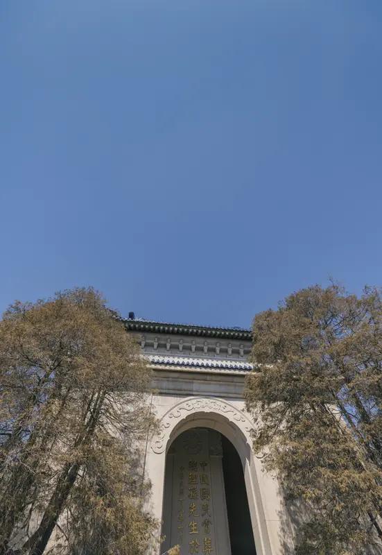 一只胖猫一头扎进南京的春天里，这画面想想就很治愈。就像南京那只叫豆豆的流浪猫，在