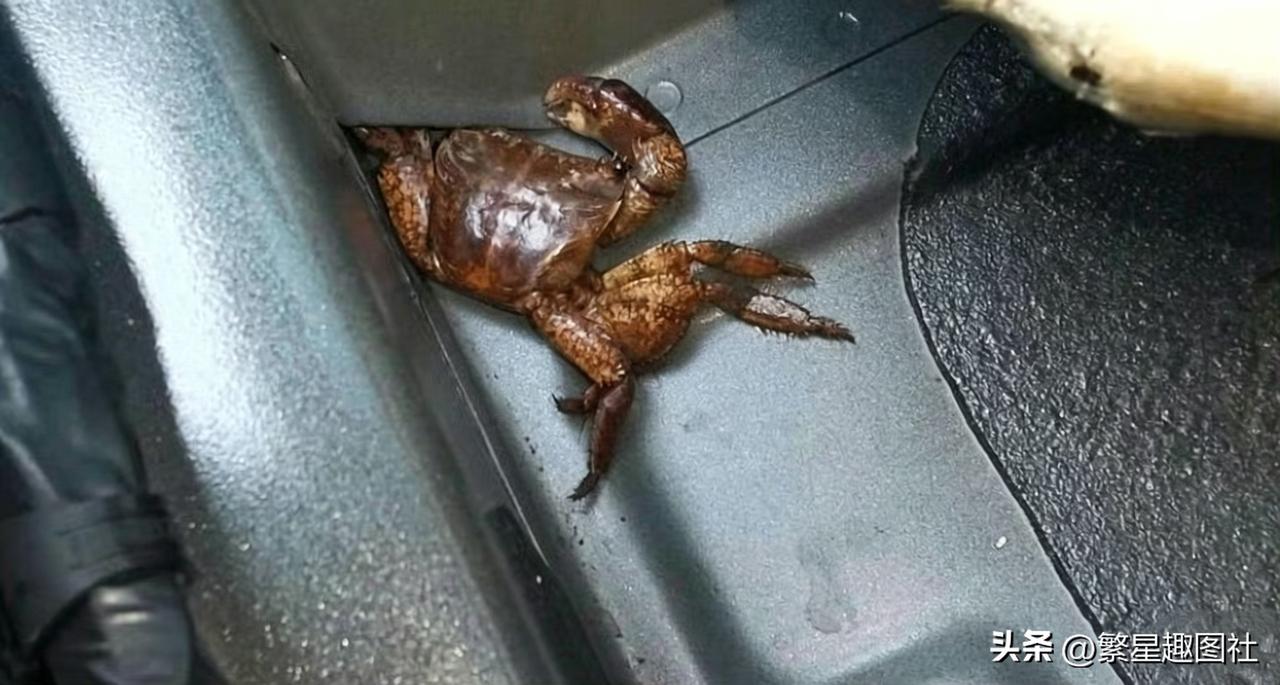 都说了这车没泡水，你咋就死活不信呢！