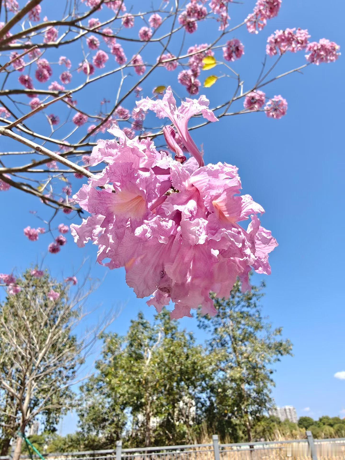 微博年度待改编ip评选pick你心中的改编潜力王 在凉月下，我们切莫辜负沈从文在