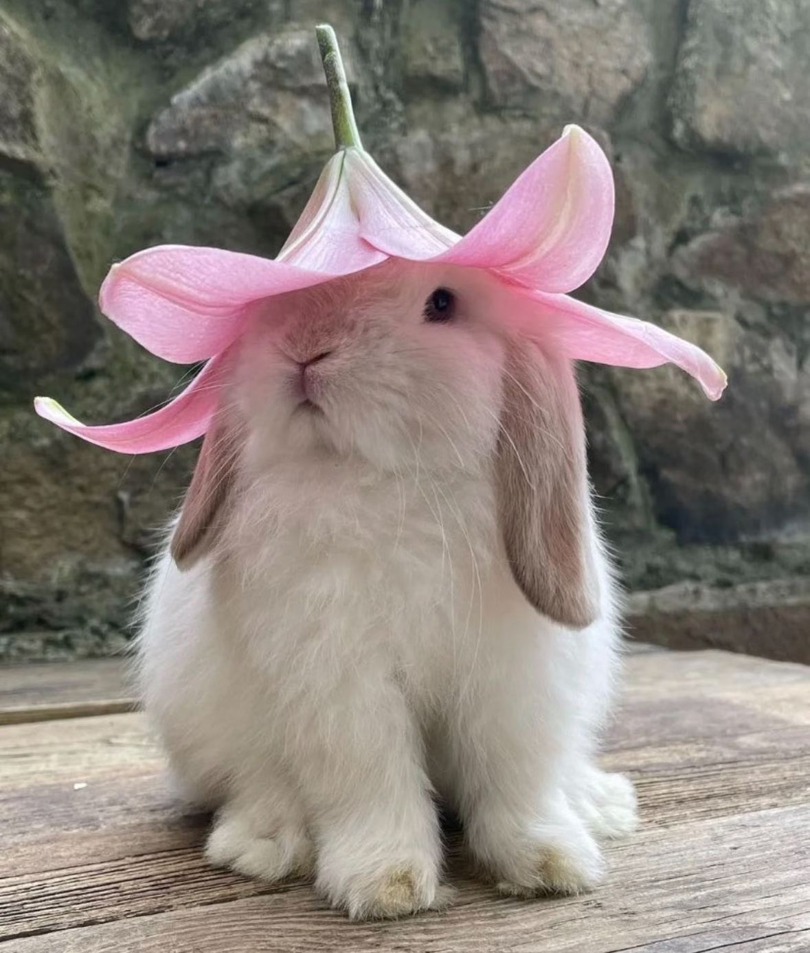 🐰🐰 