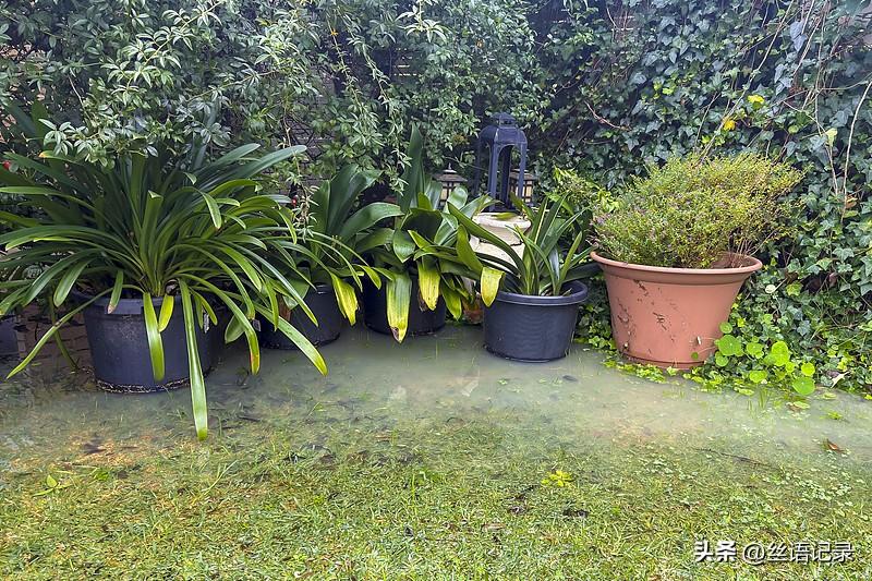 起床想去看
外面雨中的花草
结果一出门
看到院子里的积水很多
不由得拿个大扫把