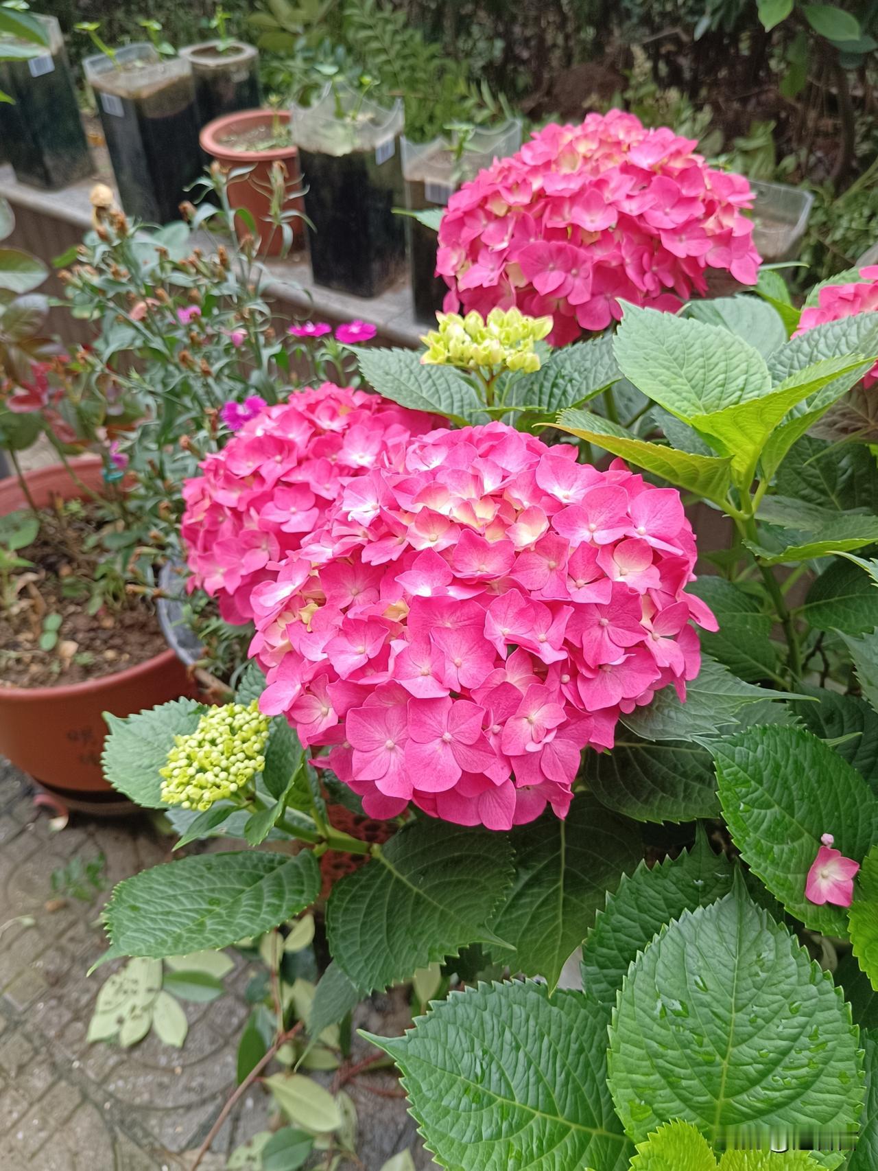 楼台上的绣球花