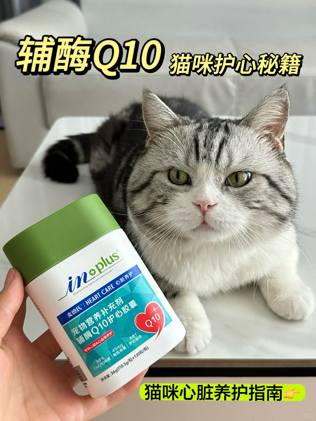 猫咪心脏养护指南｜真的少不了喂辅酶Q10！