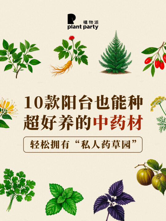阳台也能种🌿10款超好养的中药材