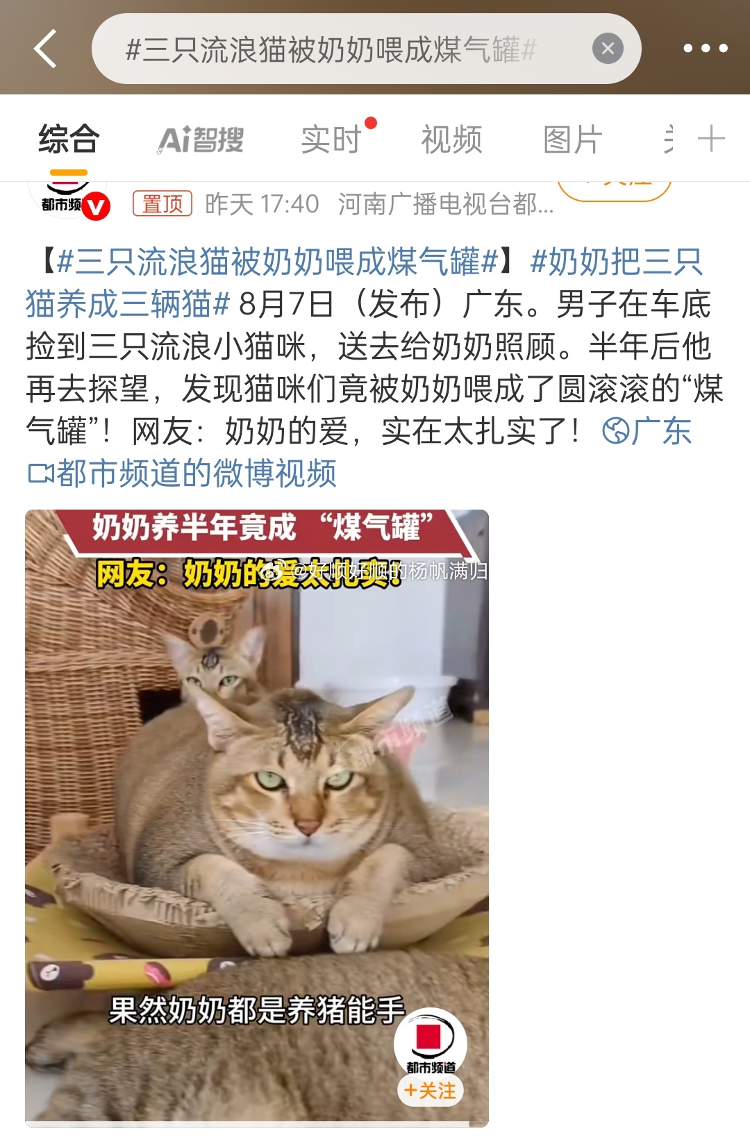 三只流浪猫被奶奶喂成煤气罐这只狸花猫，扎扎实实的肉啊[皱眉][皱眉][皱眉]奶奶
