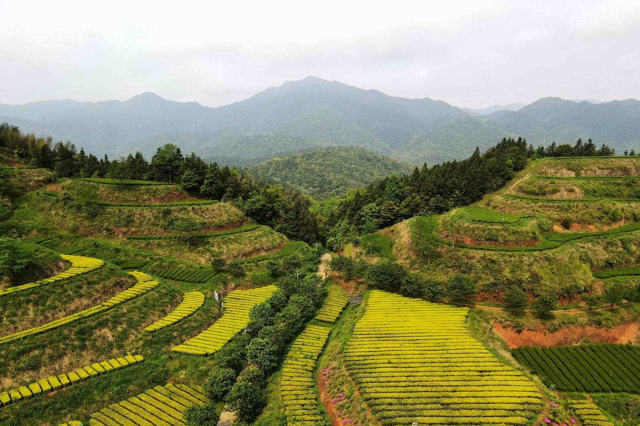 广东河源最美的茶园-和平县同湖月茶园，海拔在800米以上，方圆20公里没有村庄，