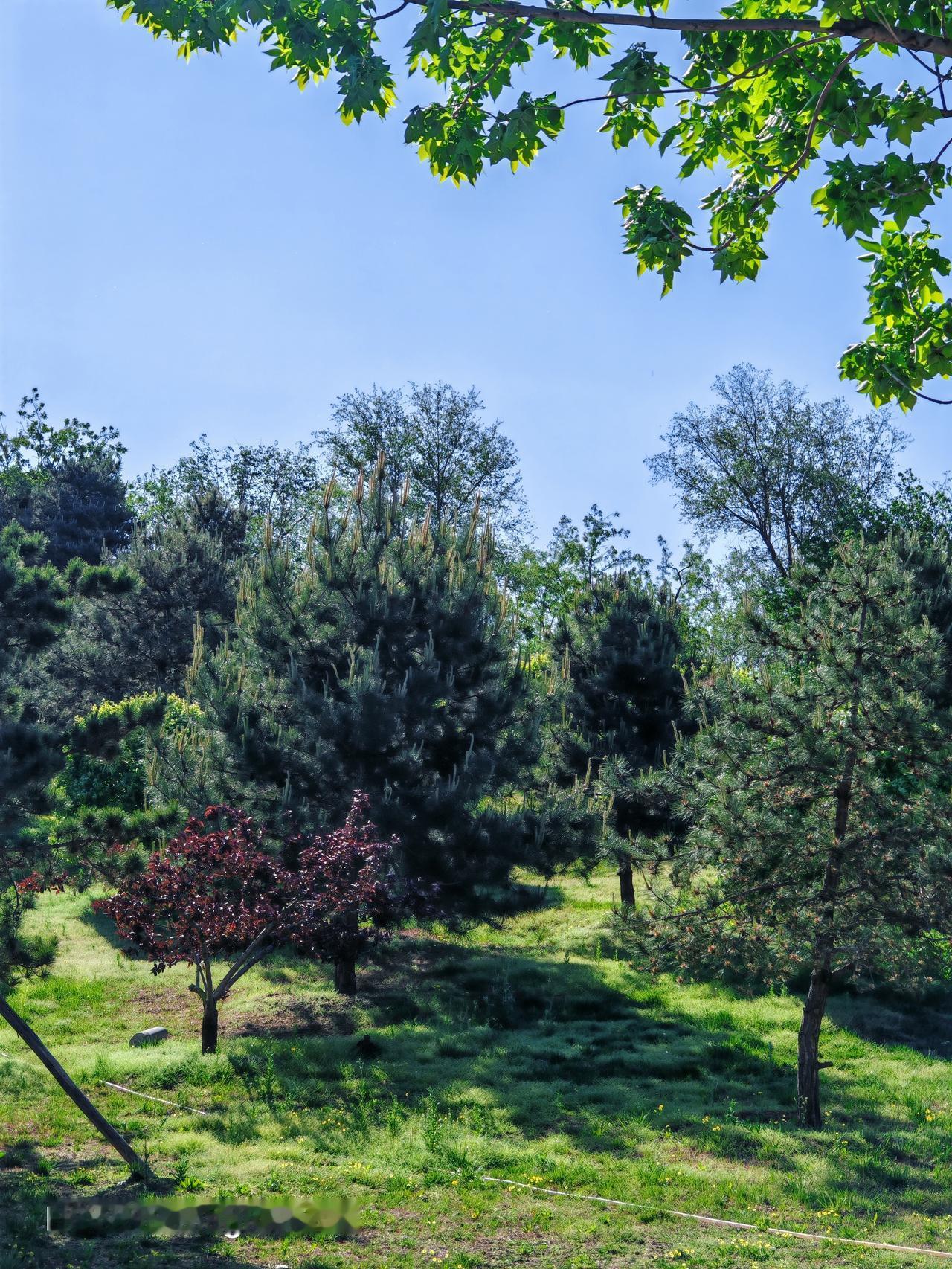 城市绿心森林公园那风景，简直绝了！一进公园，满眼都是郁郁葱葱的树木，像给大地铺上