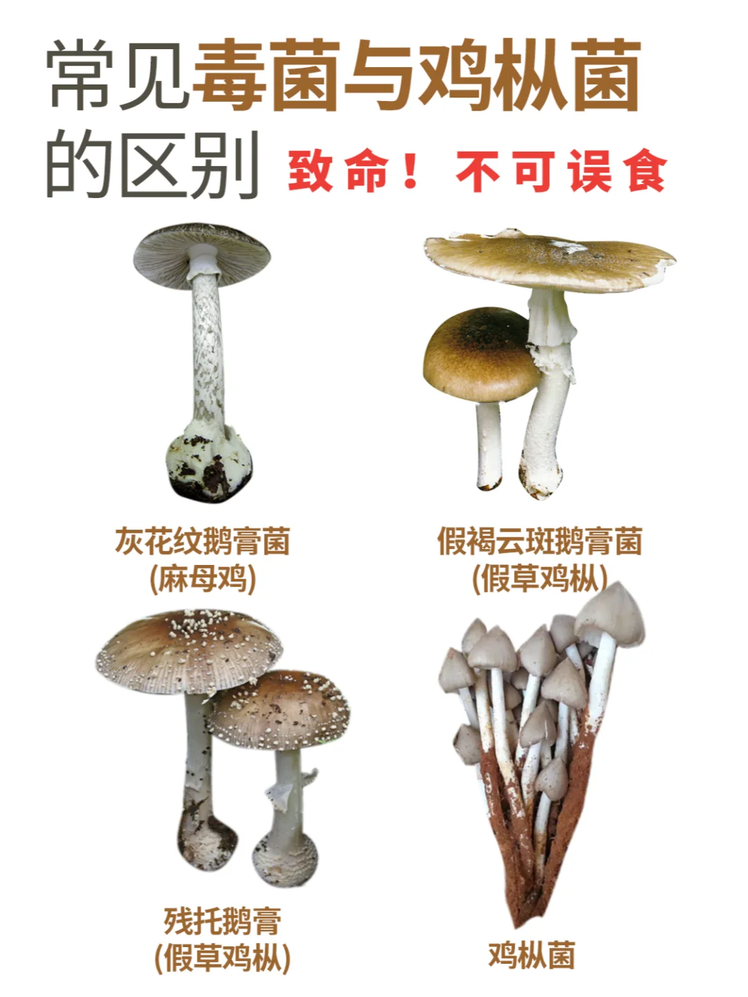 剧毒！长得像鸡枞菌，每年都有人误食~