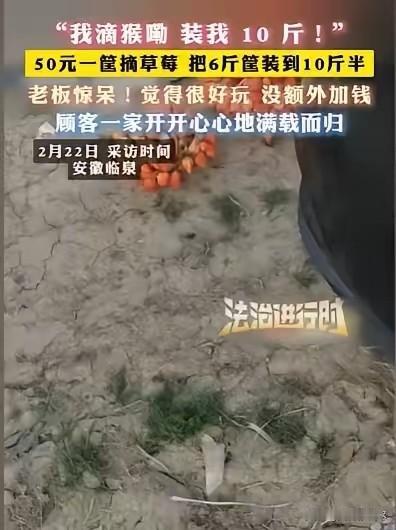 安徽临泉，夫妻俩得知草莓园，50元可以摘一篮子草莓，夫妻俩就带着3个孩子去，孩子