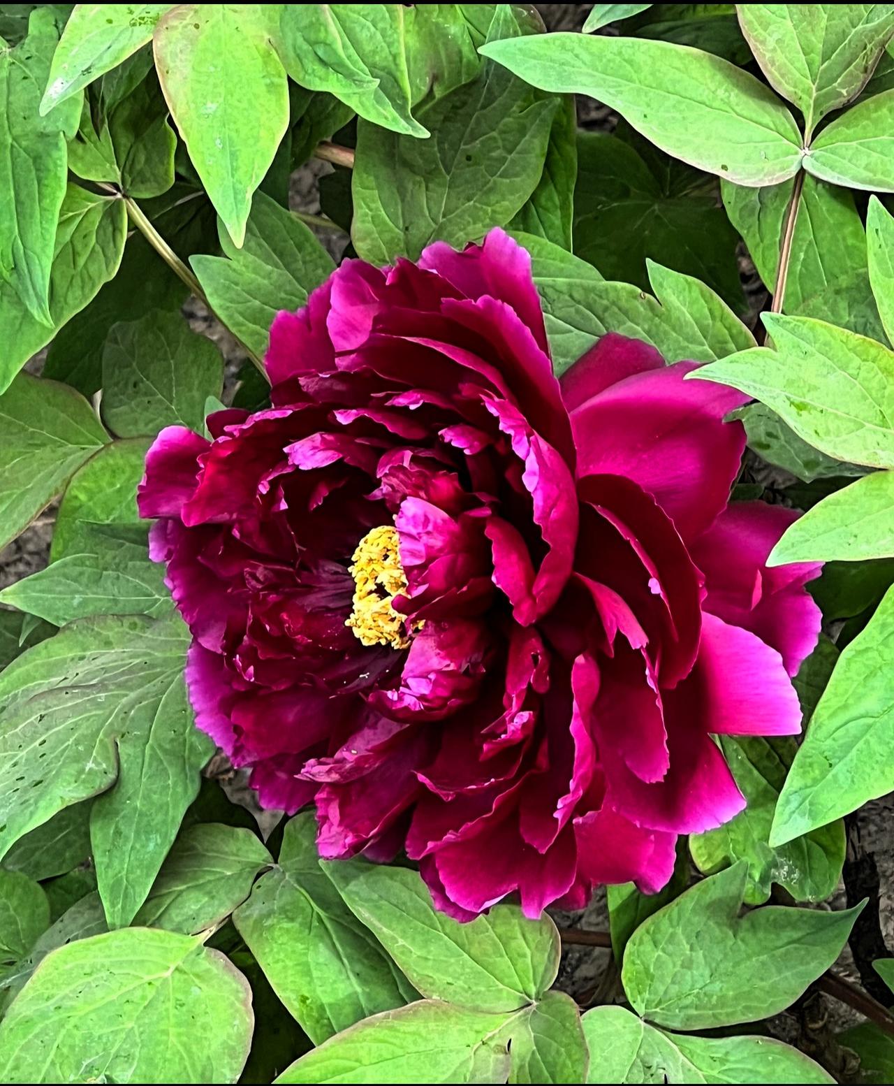 随拍美丽花朵春日赏花：惊艳的紫牡丹，靓丽夺目，绽放自然之美！晒图笔记大赛 春日赏