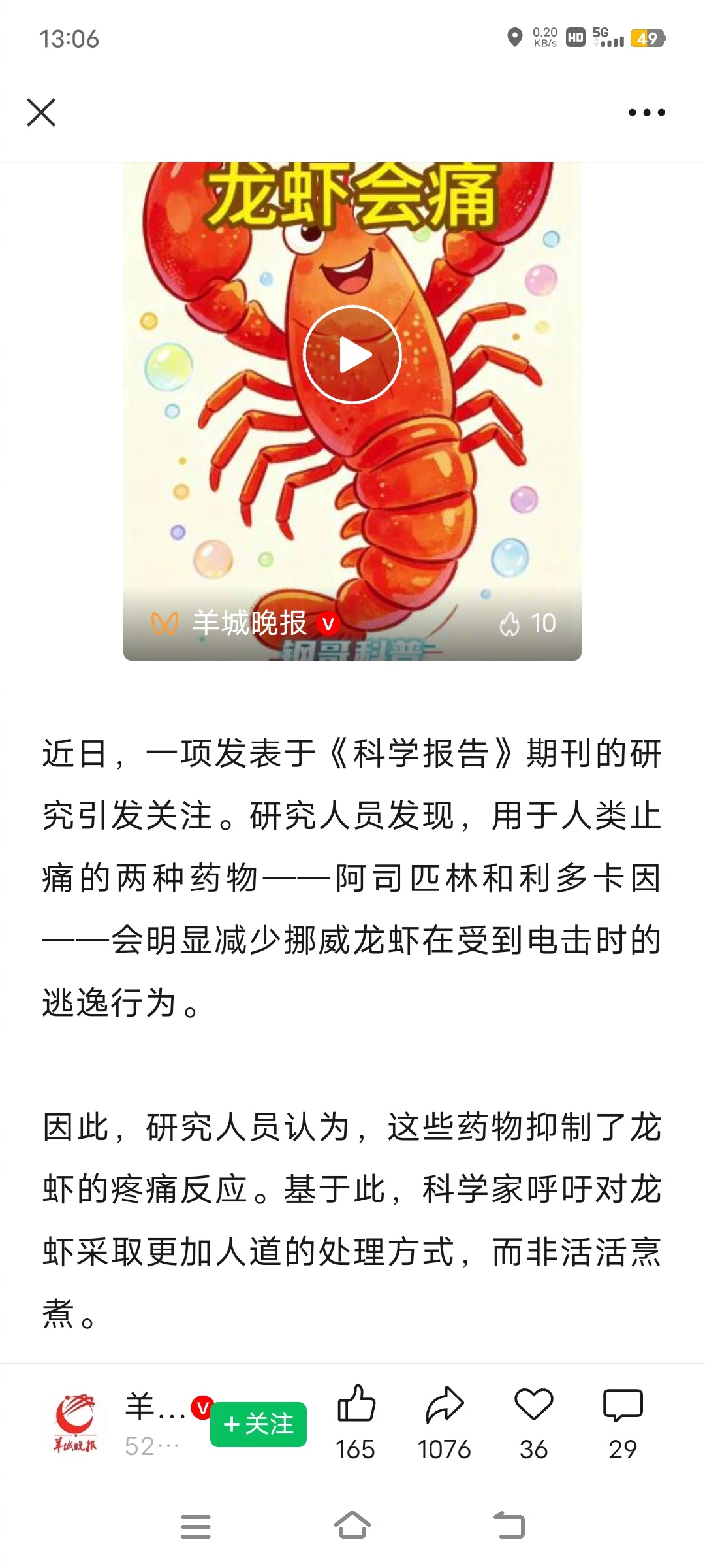 别活煮，龙虾会痛！研究发现受电击的龙虾会试图用尾巴翻转逃跑，止痛药会抑制龙虾的疼