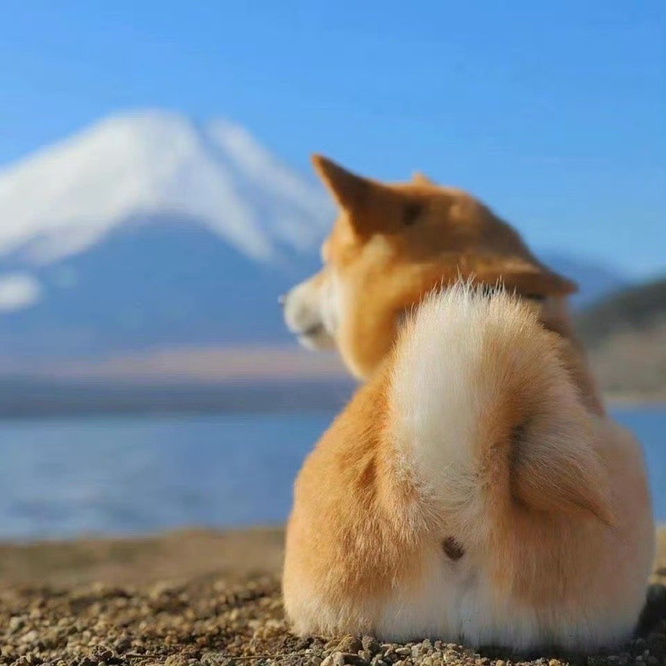 “谁能凭爱要富士山私有” 