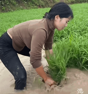 手法不错，没个二三年练不出这手拨秧动作，可怜的娃儿应该在上小学时就跟大人下田干活