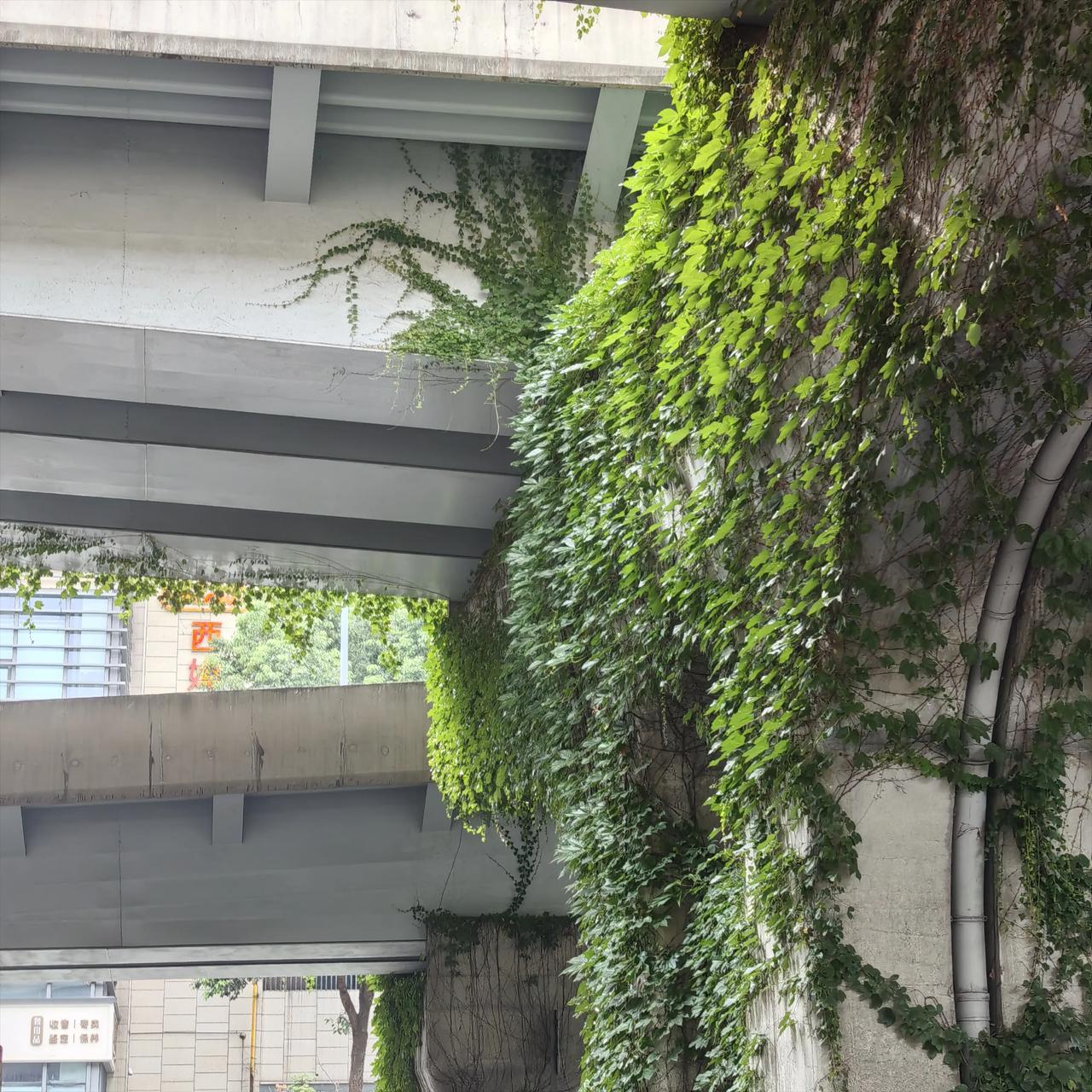 高架下的爬山虎真有生命力
中午的面条也好吃