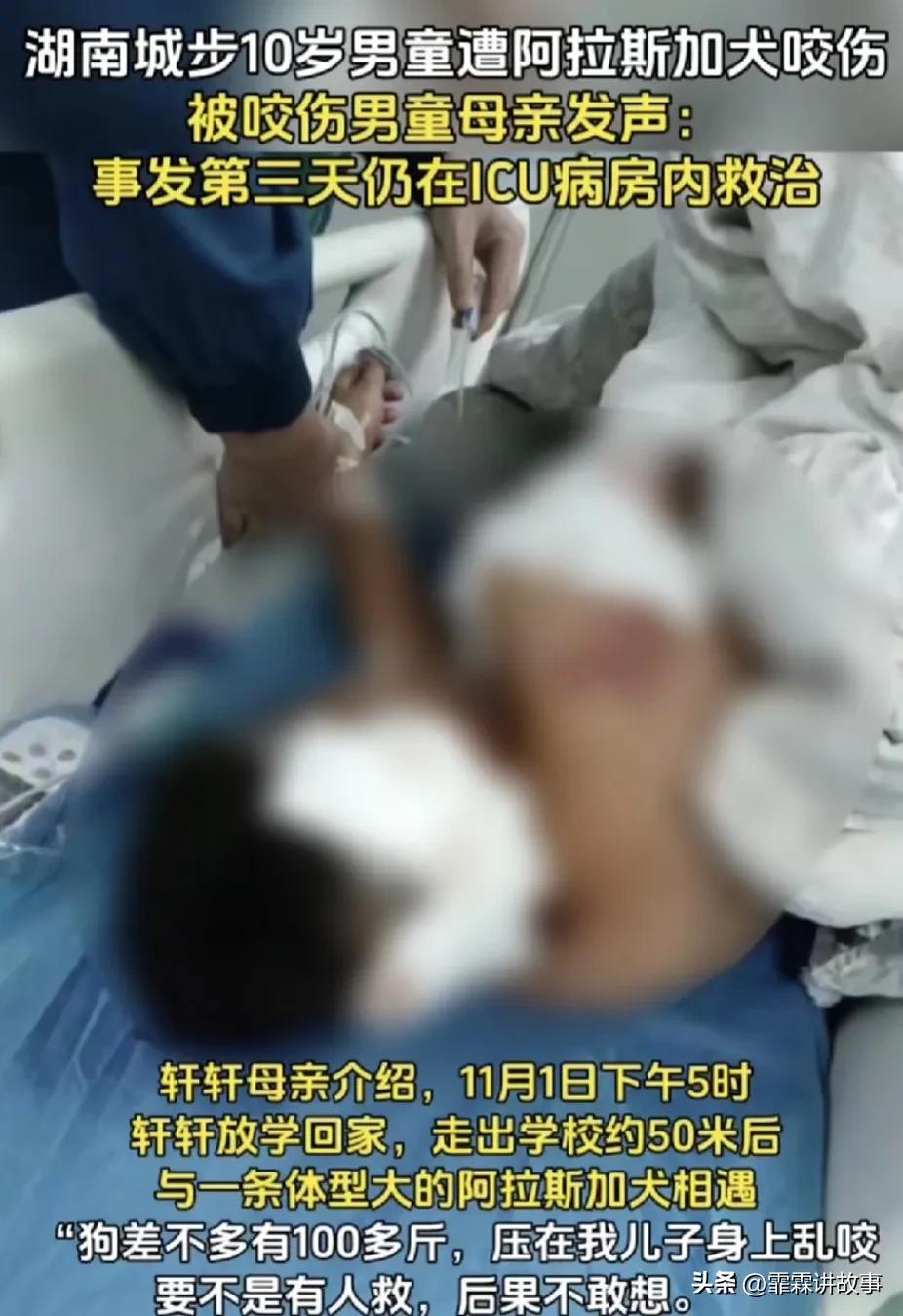 湖南一位十岁的小孩被阿拉斯加撕咬，事发三天仍然在ICU救治，这样因为狗主人不给狗