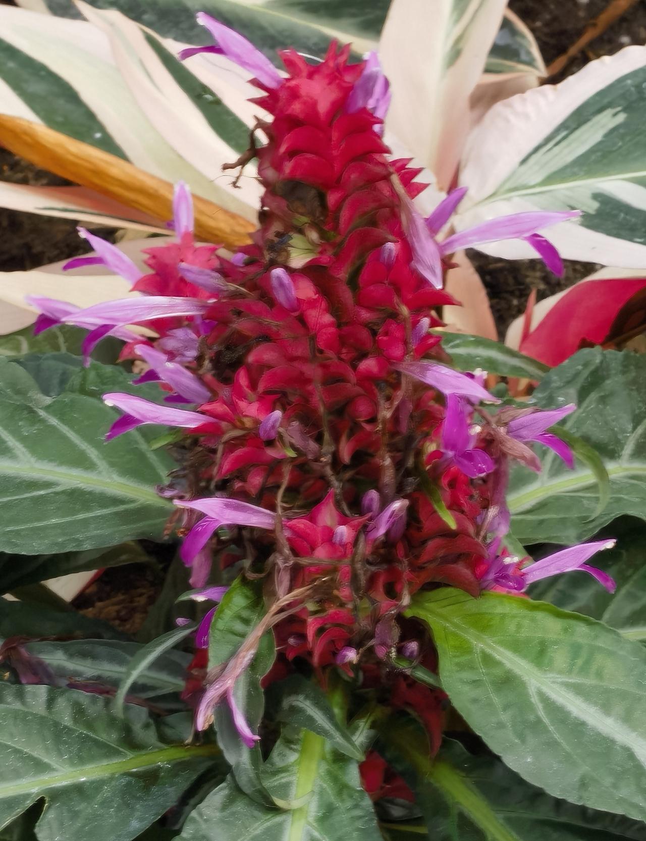 充满了异国风情的巴西喷烟花，“养在深闺人未识”，我是在华南国家植物园的奇异植物室