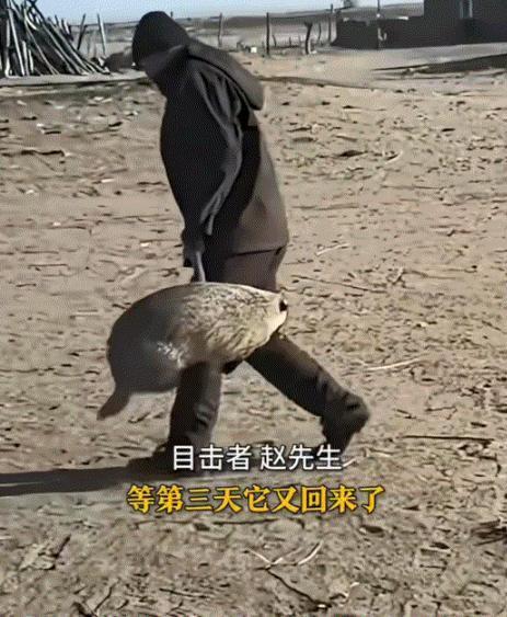 笑不活了，内蒙古一居民区跑来一只野生獾子，但它什么也没干，而是在那和居民养的狗子