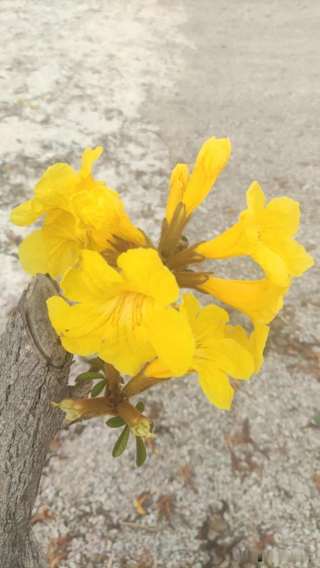 分享一下你拍的花周末休息，走出去随手一拍都是风景！你们知道这是什么花吗？在哪里才