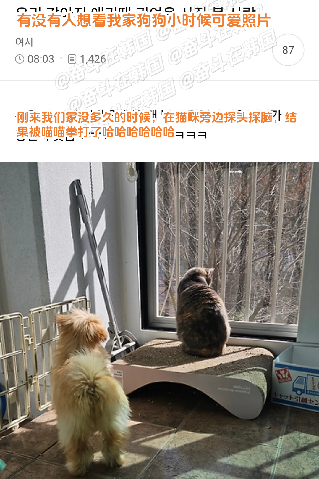 小时候被喵喵拳打过的小狗~海外新鲜事 热点现场 ​​​