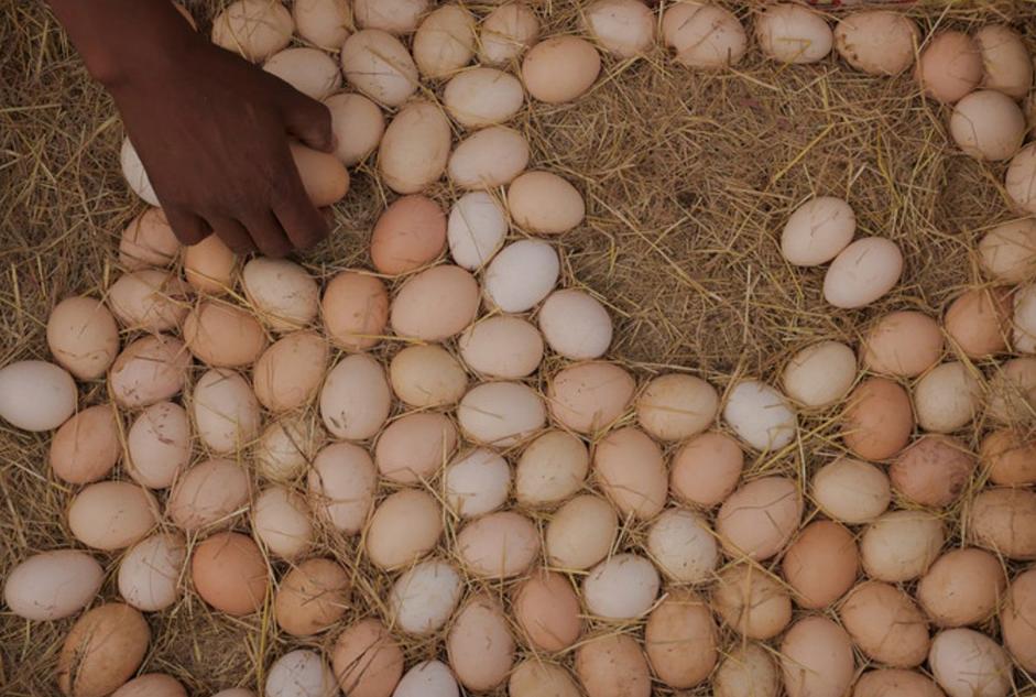 离谱！日本禽流感肆虐蛋价飙至历史高点，超市亏本甩卖仍遭疯抢
 
时事社26日消息