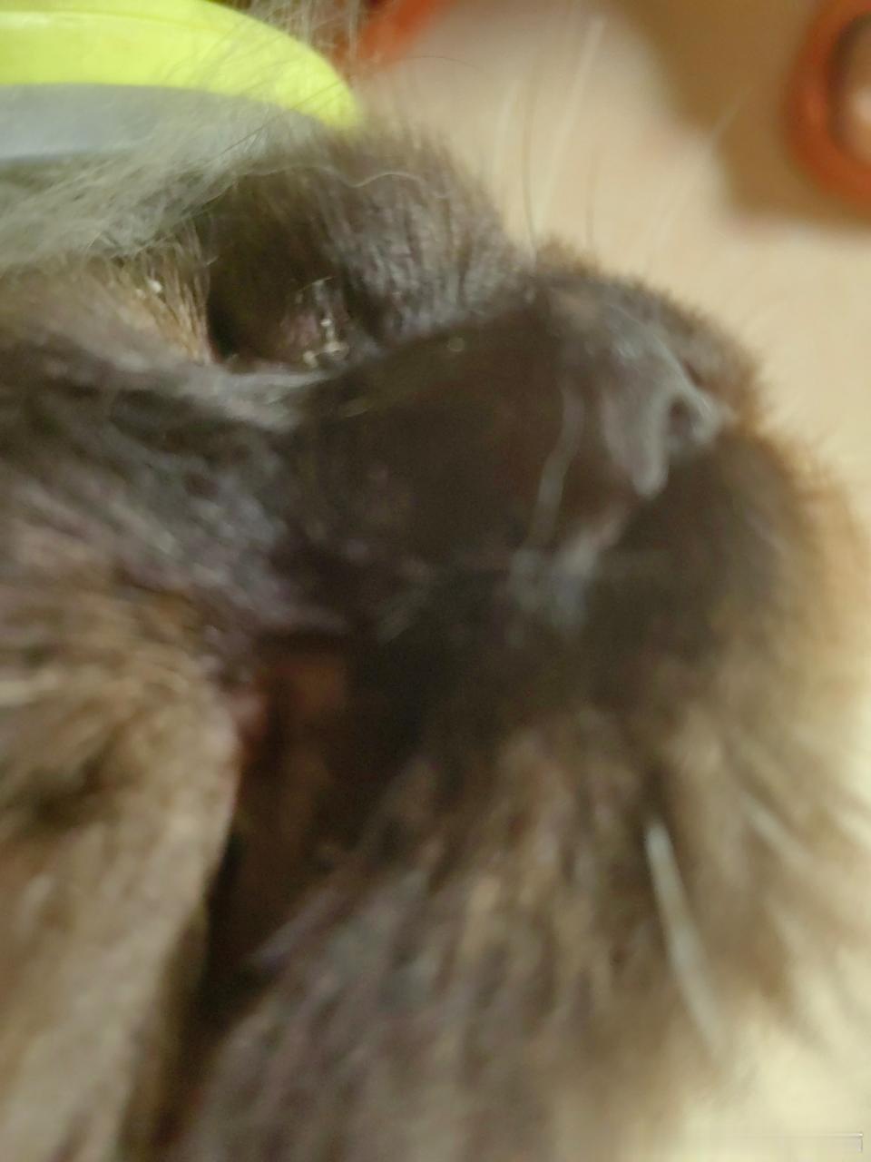 49142【黑脸猫】你看着很平的鼻梁其实很翘🖤（测宝我要举报你，绝对是贪图我家