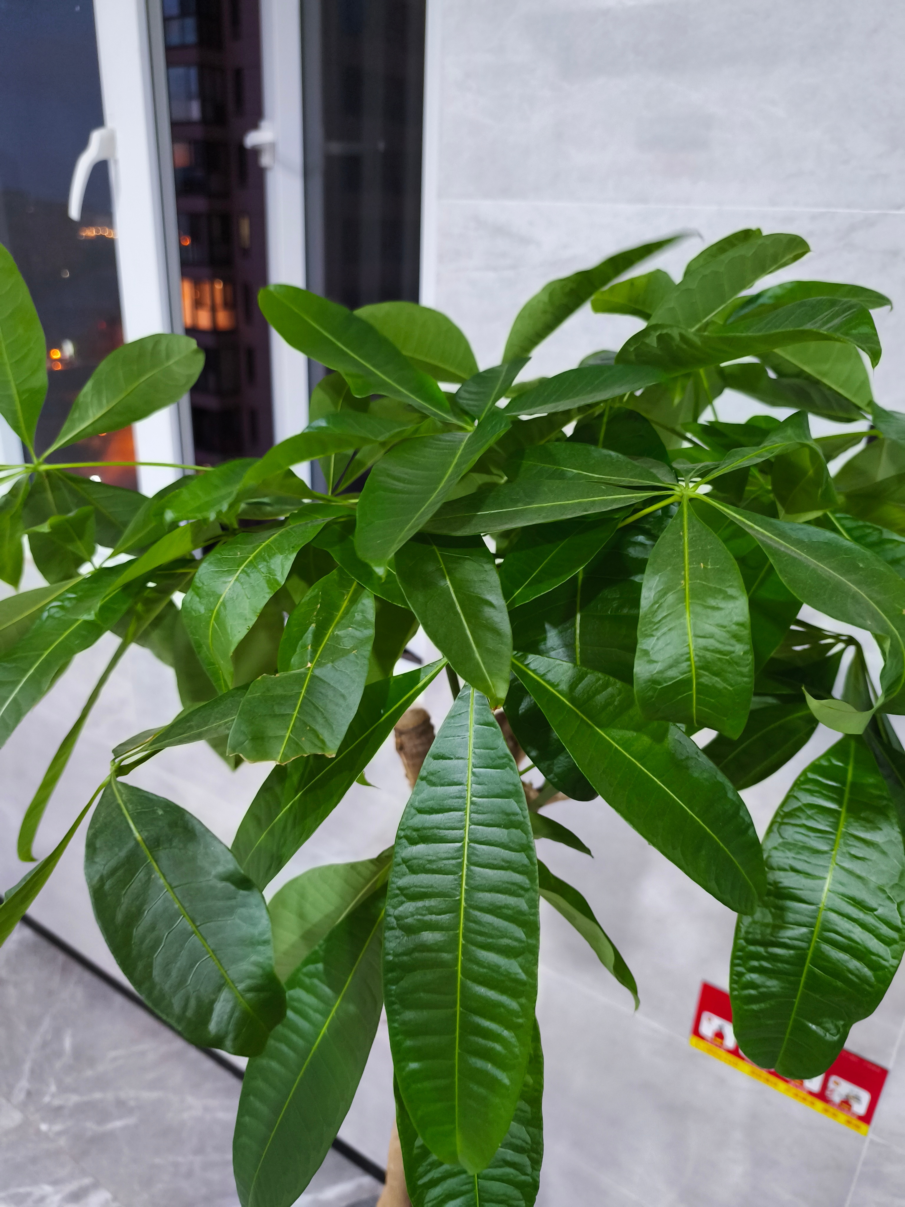 树君跟各位道个晚安。好好休息嗷，今天和明天早上的更新先暂停一下，写完月运之后再续