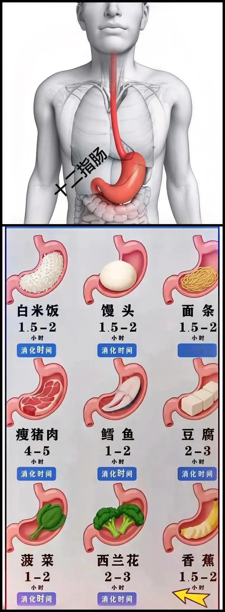 胃内容！[白眼]
恶心话题，但值得拥有！

尸体解剖中，切开死人胃口，看看里面状