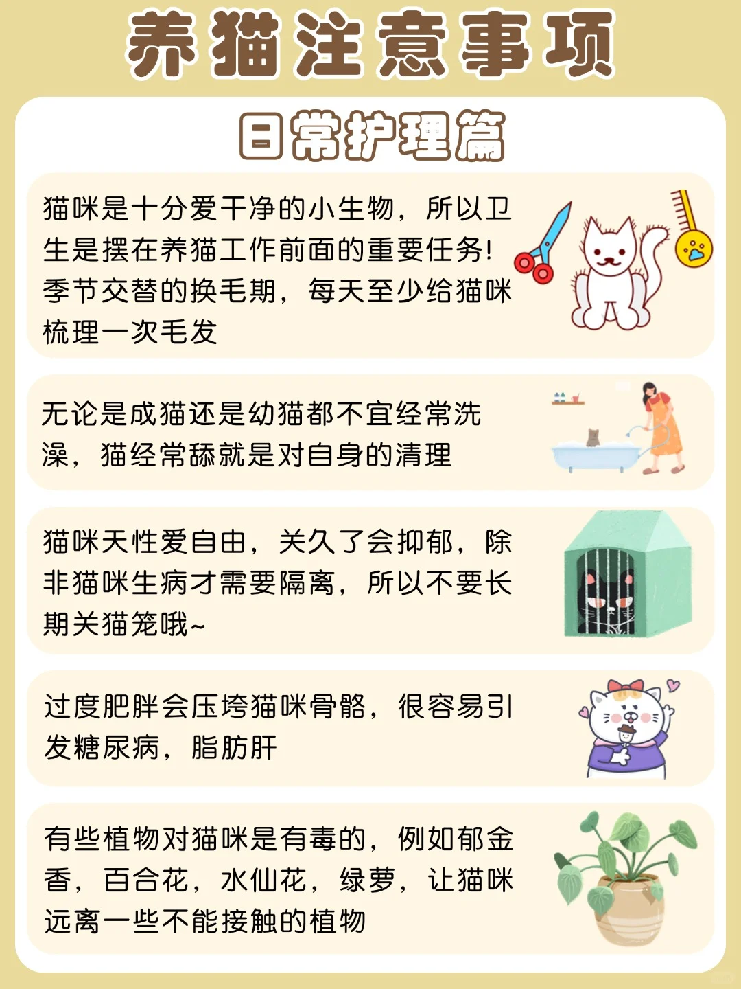 🐱😸养猫日常护理注意事项😸🐱