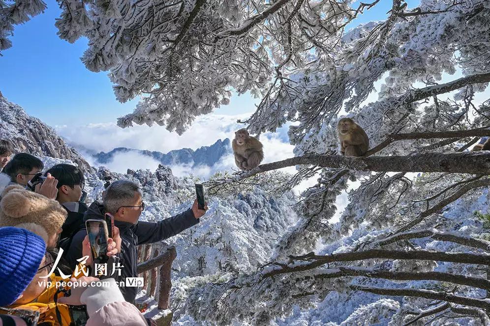 黄山短尾猴萌趣迎游客

谁能拒绝黄山云海间，那群圆滚滚、毛茸茸的短尾小精灵啊！ 