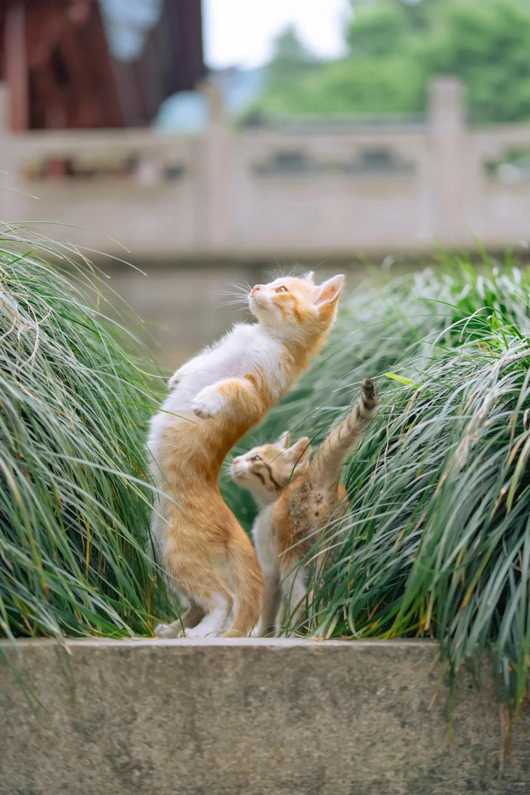 治愈人心的猫猫日历壁纸（十八）