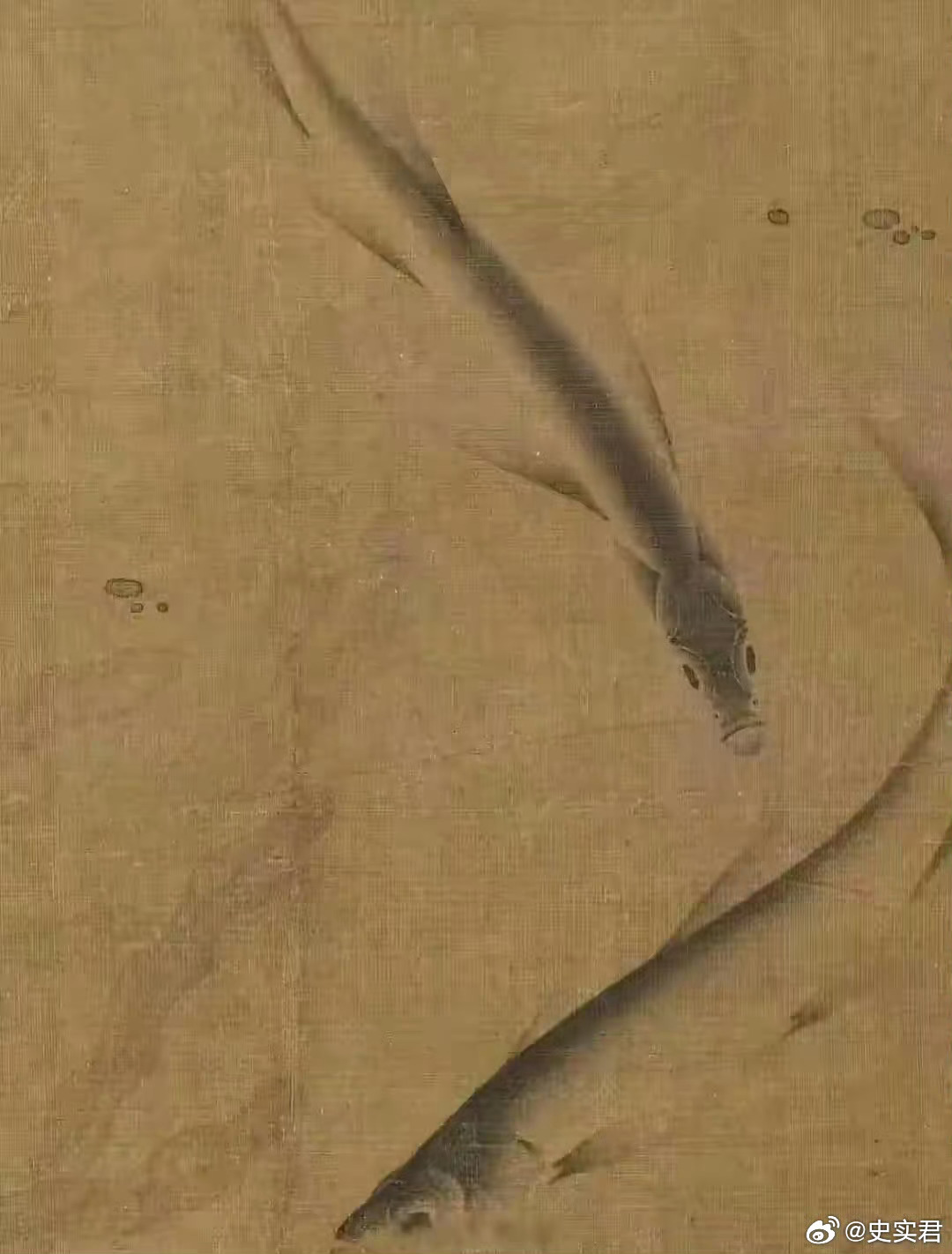 这是宋朝人画的游鱼，你觉得这是什么品种的鱼？ 