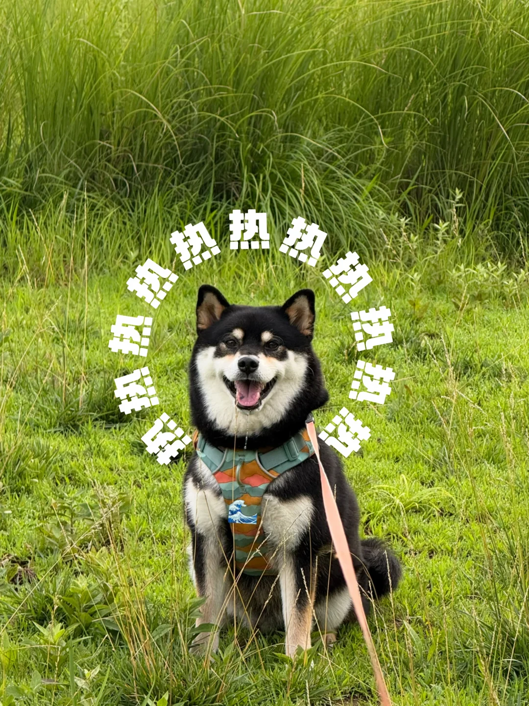 这么热的天，我和犟狗都要化了