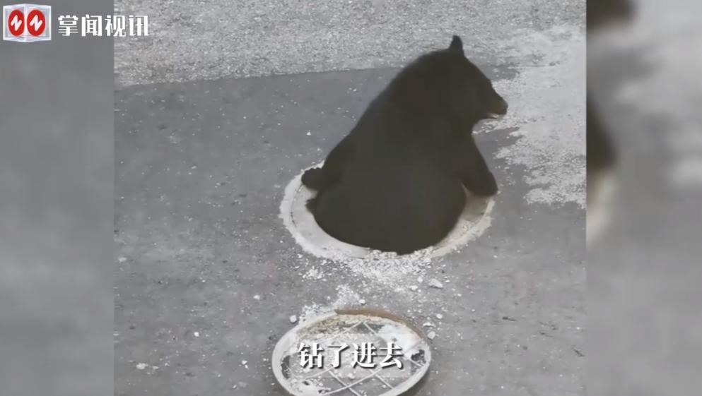 “活久见！”近日，辽宁大连，一家动物园里的黑熊看到井盖松动后，竟然学着人类的动作