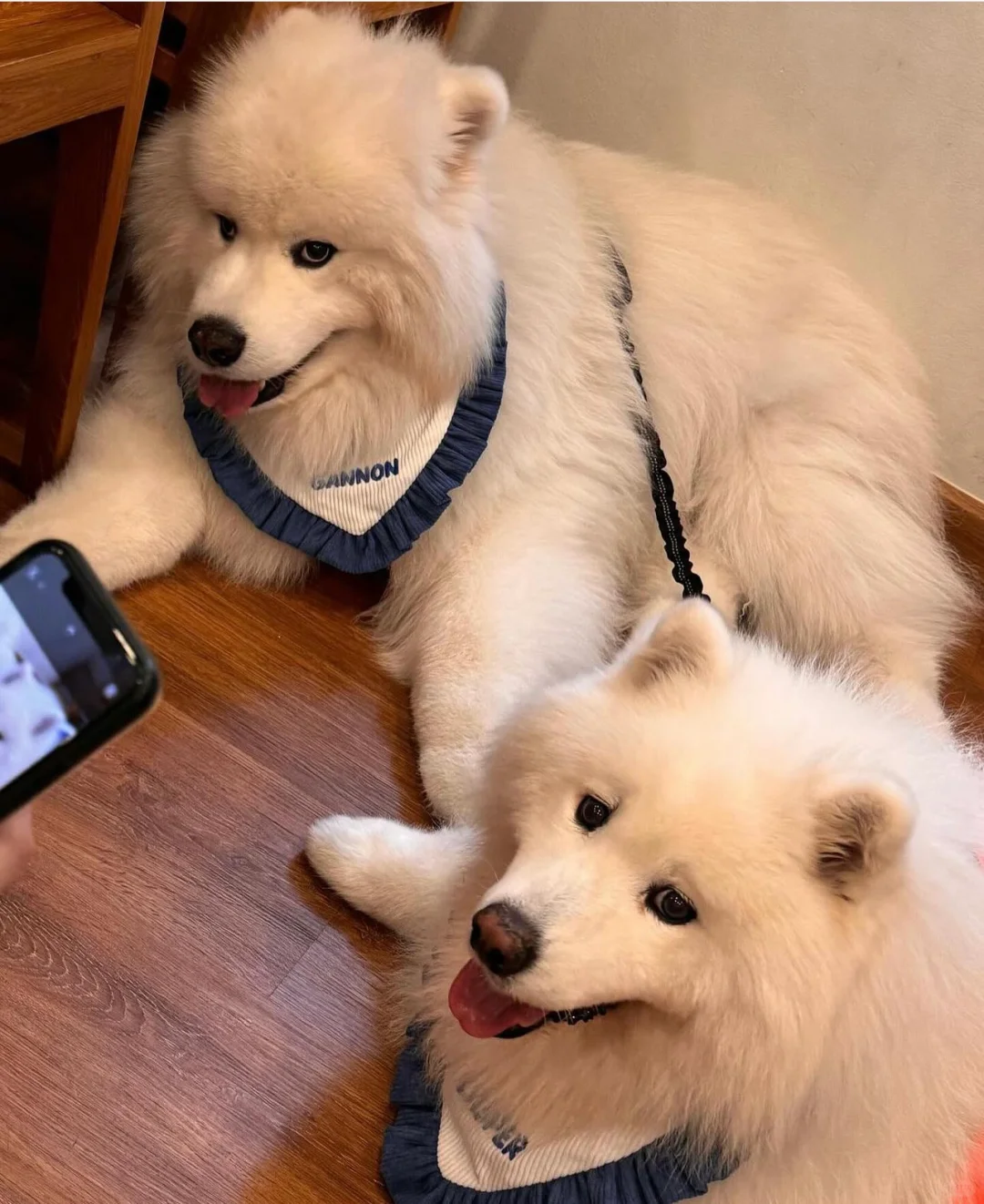 眼神看上去还怪精的样子