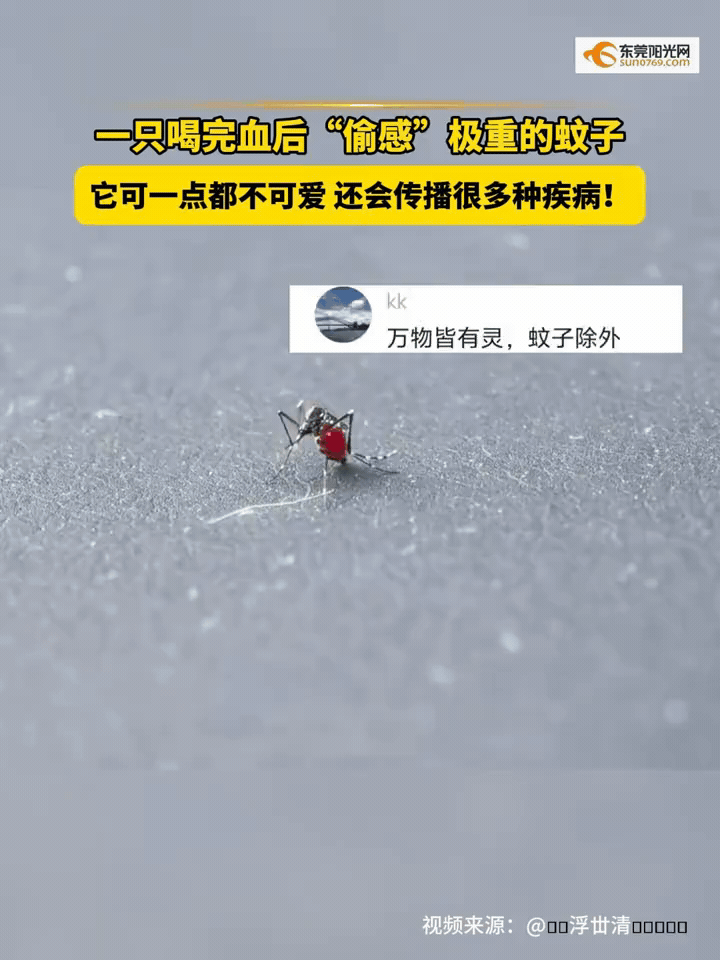 网友拍到一只刚饱吸鲜血、肚子通红的白纹伊蚊，一举一动偷感十足。别被滑稽的模样逗乐
