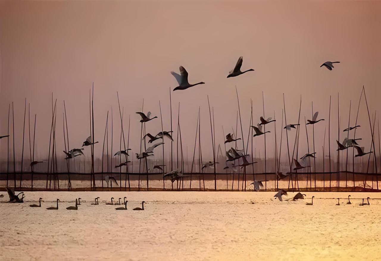 我在头条晒家乡 大冶湖，我心中永远的母亲湖，承载着我满满的童年回忆。
以前的大冶