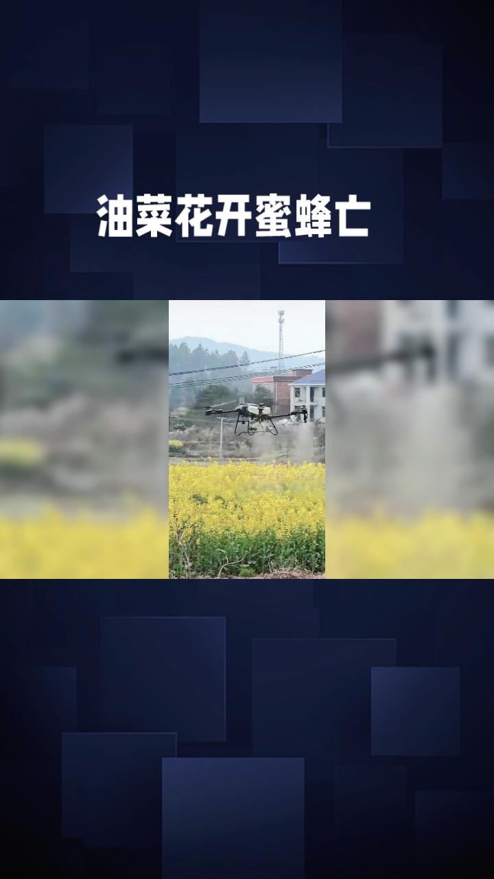 油菜花开蜜蜂亡，谁该担责r？无人机喷药引发的生态之争。
随着春季的到来，油菜花田
