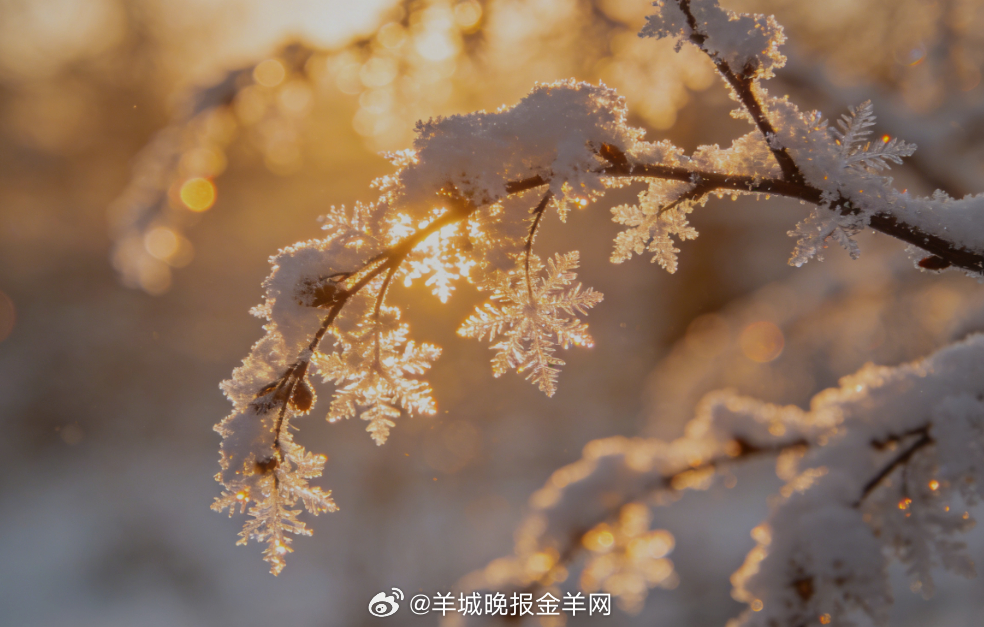 早安 暖阳拨开薄雪，落在枝头的霜花上亮晶晶的，新的一天，愿你揣着暖意，慢慢走。 