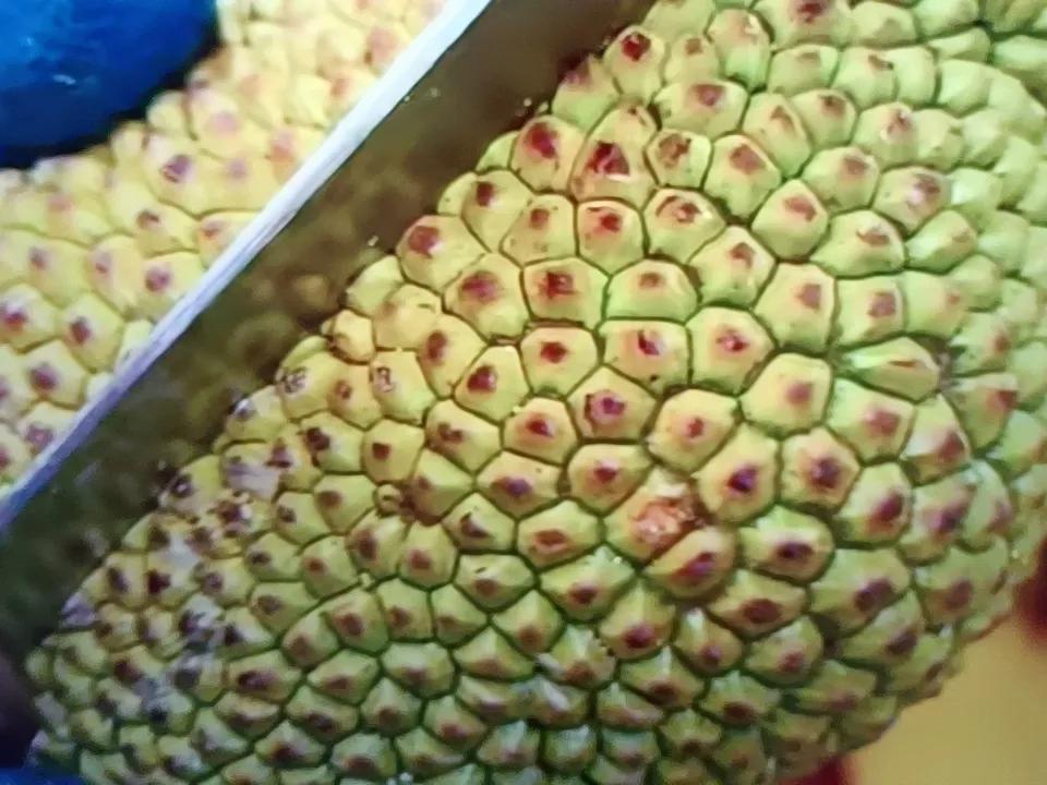 这是什么？有喜欢吃的吗？告诉我