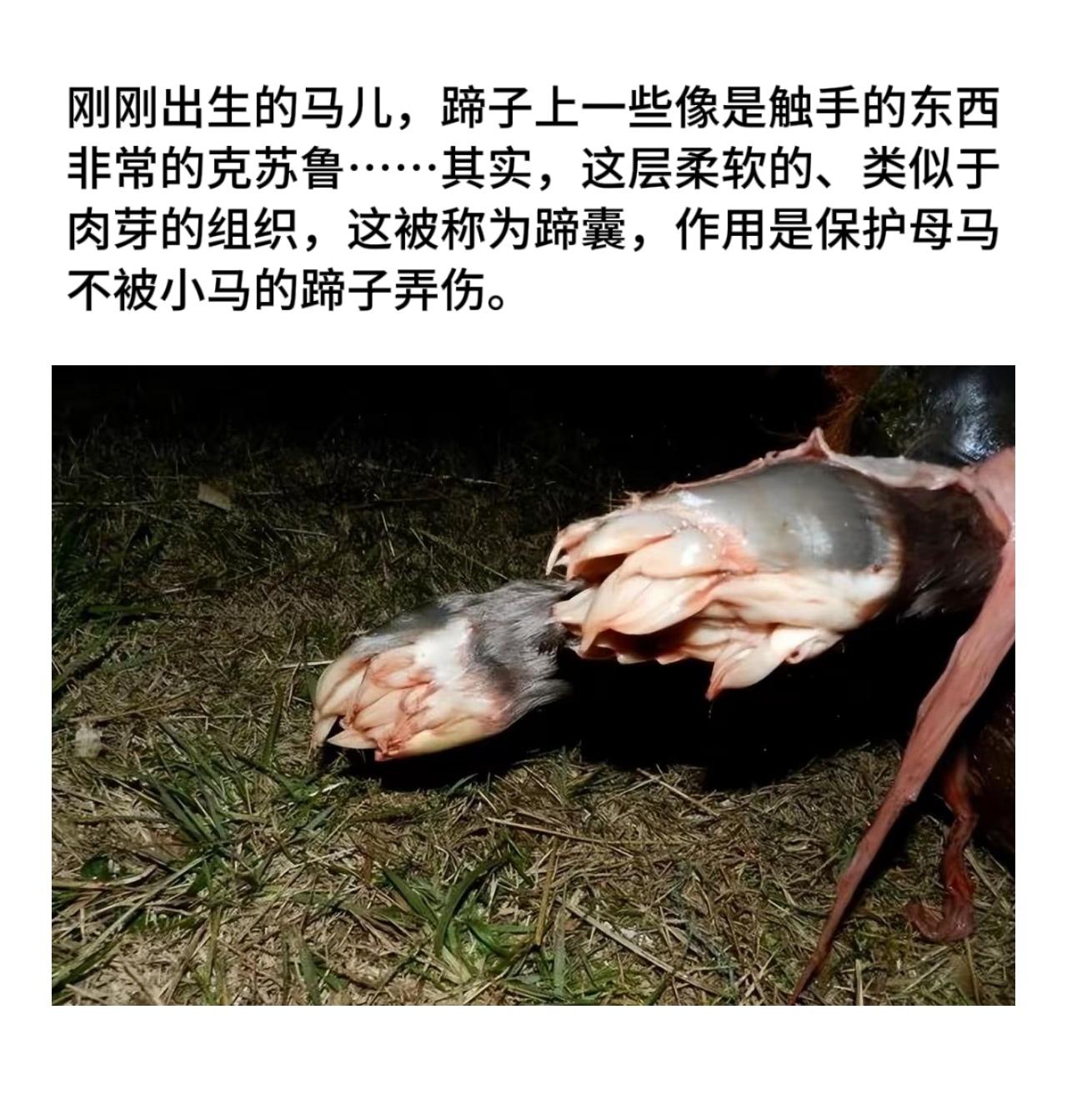【今日科普】刚刚出生的马儿，蹄子上一些像是触手的东西，其实这层柔软的...