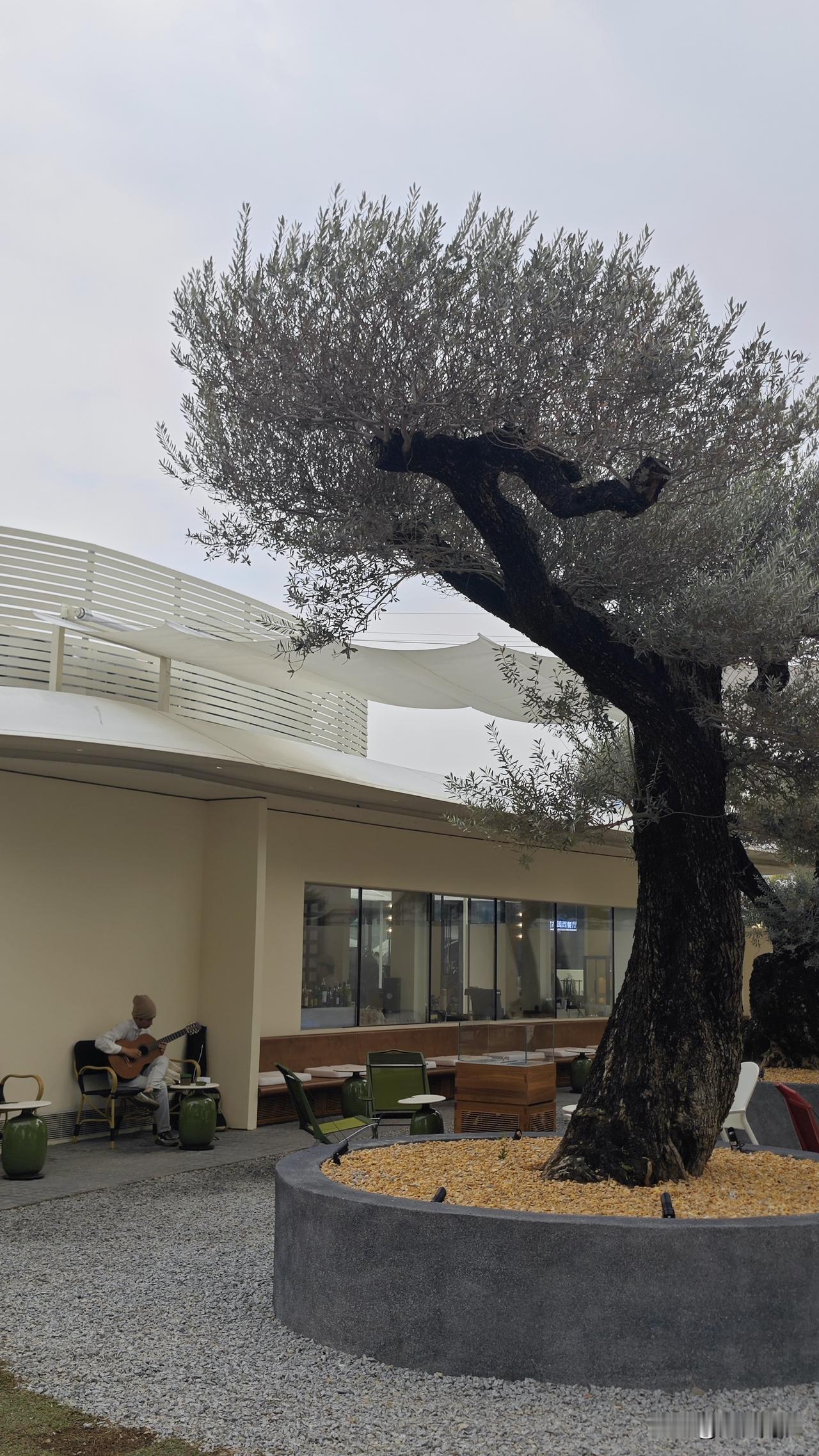 南沙最高端的餐厅大鹏鸟杀到蕉门啦！在创享湾这里搞了一个咖啡馆，引入了据说是千年的