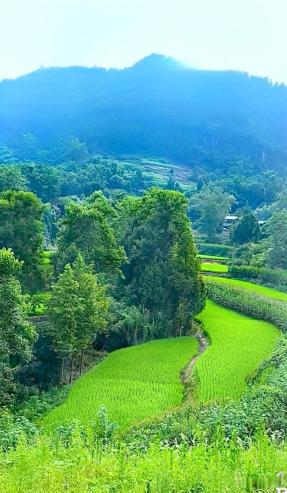 家人们，必须给你们分享我拍到的乡村美景。
照片里青草悠悠地铺展着，像是给大地铺上