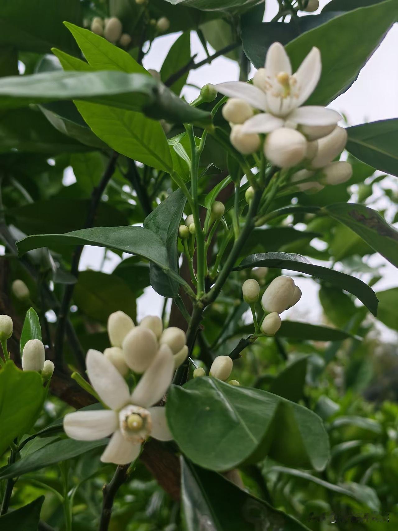 分享一张你相册里的花草照片
