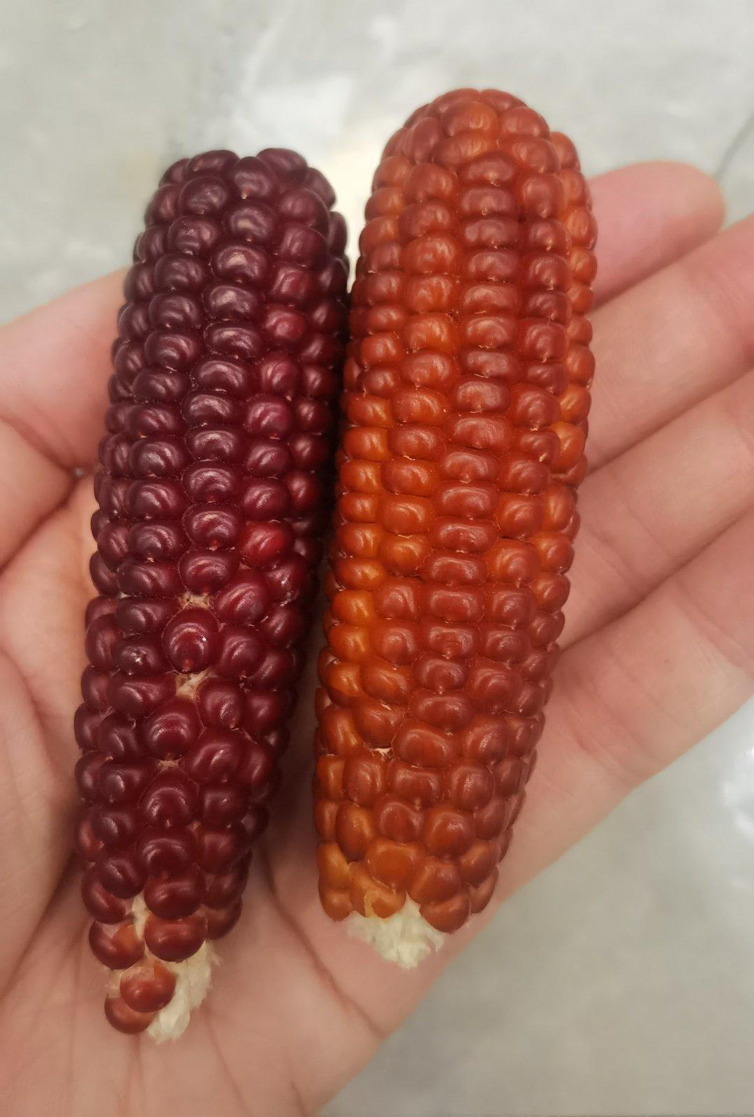 妈妈种的玉米，晒干了是这样的，还挺可爱