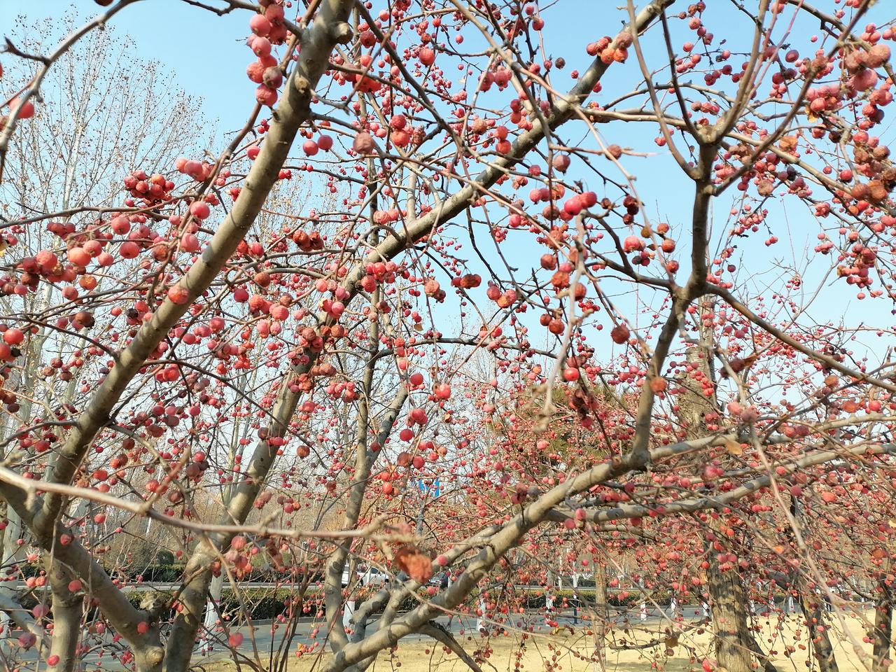 新的一年想多陪陪谁新的一年新的生活，第一次发现冬天里的海棠果更好吃