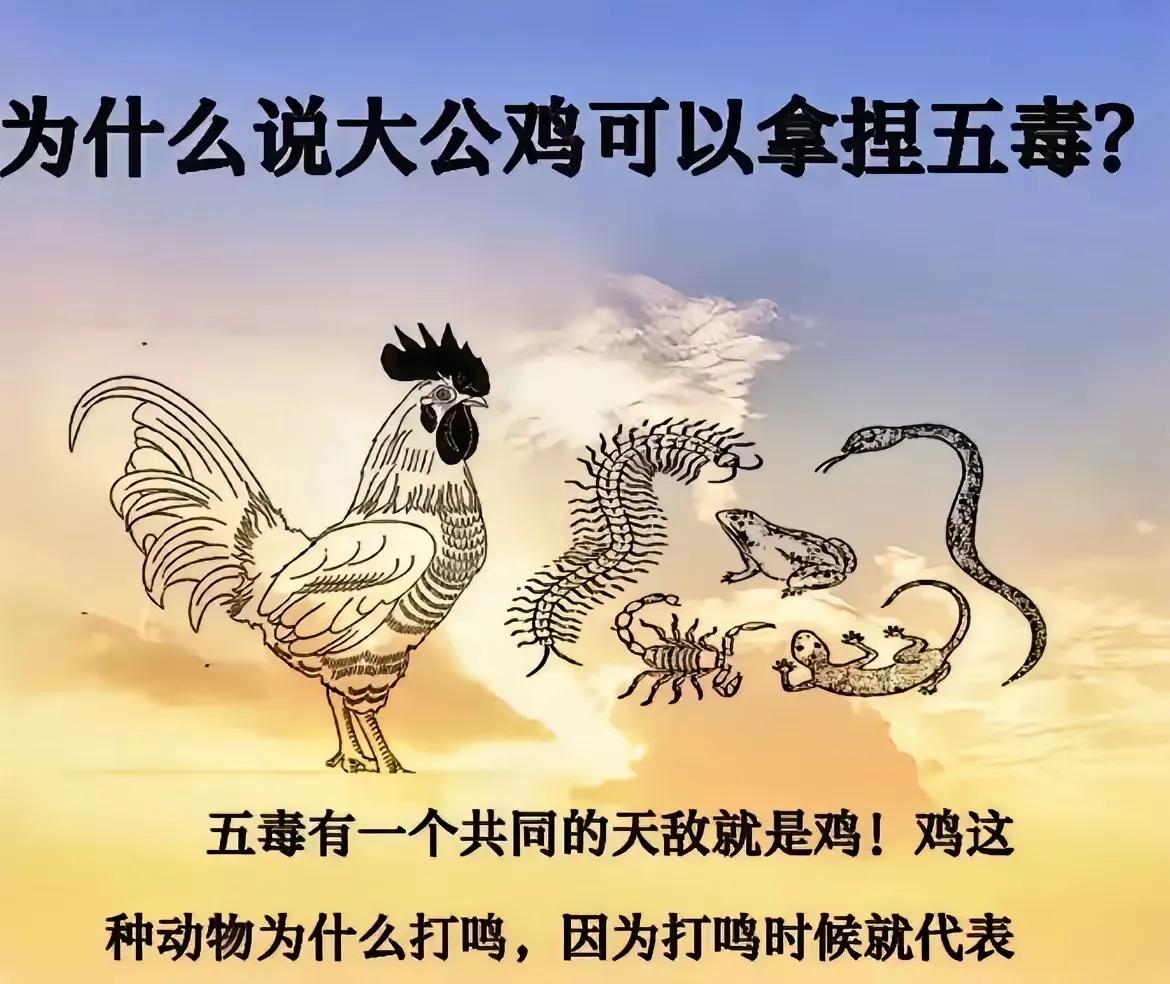 为什么大公鸡可以拿捏五毒？我觉得大公鸡还是很容易对付的，比毒蛇好对付多了
